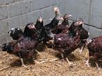 10 wyandotte kriel hennen roodporselein in 1 koop, Dieren en Toebehoren, Vrouwelijk, Kip