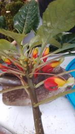 Papagaaien Plant, Overige soorten, Minder dan 100 cm, Zomer, Ophalen