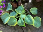 Mooie tweekleurige hosta’s met pot, Tuin en Terras, Planten | Tuinplanten, Vaste plant, Halfschaduw, Zomer, Ophalen