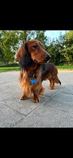 Dekreu aangeboden, Dieren en Toebehoren, Honden | Teckels en Dashonden, Standaard, Reu, 1 tot 2 jaar, Langhaar