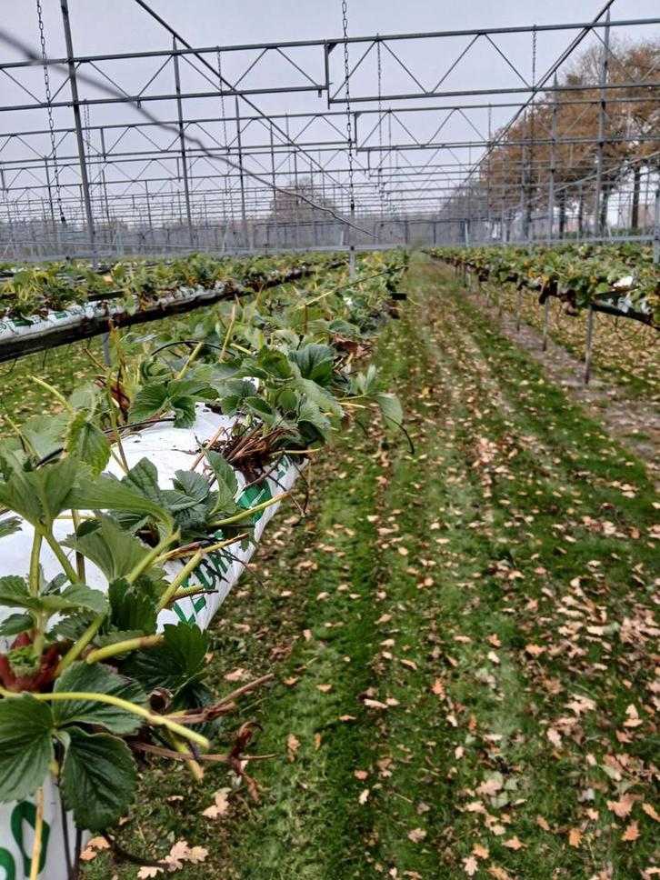 Aardbeien planten, Tuin en Terras, Planten | Fruitbomen, Overige soorten, Ophalen