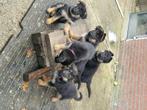 Duitseherder pups, Rabiës (hondsdolheid), 8 tot 15 weken, Meerdere, Meerdere dieren