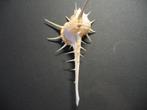 Schelpen: Murex tribulus  Linnaeus, 1758., Ophalen of Verzenden, Schelp(en)