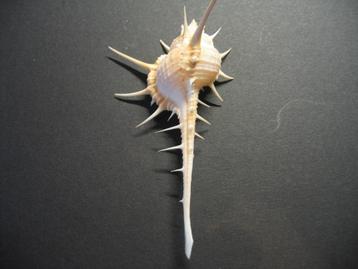 Schelpen: Murex tribulus  Linnaeus, 1758. beschikbaar voor biedingen