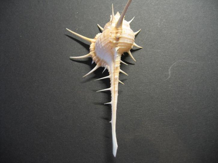 Schelpen: Murex tribulus  Linnaeus, 1758., Verzamelen, Mineralen en Fossielen, Schelp(en), Ophalen of Verzenden