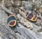 Pachnoda marginata peregrina, Dieren en Toebehoren, Insecten en Spinnen, Overige soorten
