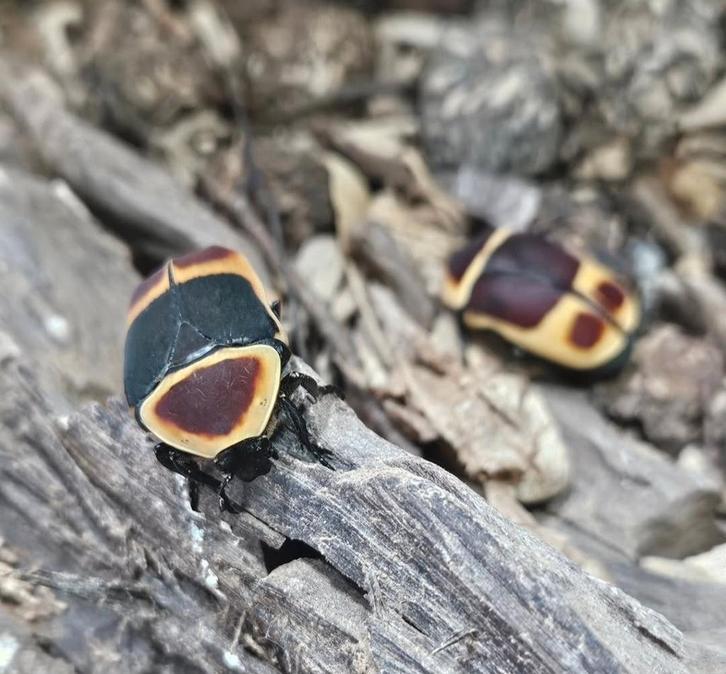 Pachnoda marginata peregrina, Dieren en Toebehoren, Insecten en Spinnen, Overige soorten