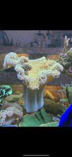 Diverse koralen ( zeeaquarium), Ophalen, Overige typen