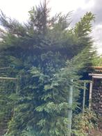 Coniferen, Tuin en Terras, Planten | Struiken en Hagen, Ophalen, Conifeer, Haag, 100 tot 250 cm