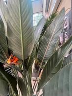 Strelizia Reginae XXL (Paradijsplant), Huis en Inrichting, Ophalen, Overige soorten, 200 cm of meer