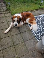 Sint Bernard reu, Reu, Groot, Eén hond, 3 tot 5 jaar