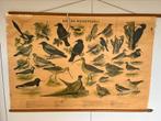 Schoolplaat Bos en weidevogels, Antiek en Kunst, Antiek | Schoolplaten, Ophalen of Verzenden