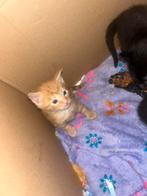 Kat en 4 kittens ️, Dieren en Toebehoren
