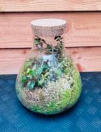 Planten Terrarium Ecosysteem 35 H 30 B, Huis en Inrichting, Ophalen of Verzenden, In pot, Halfschaduw, Minder dan 100 cm