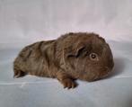 Vier jonge Ch teddy beertjes - choco - tan - schimmel, Dieren en Toebehoren, Knaagdieren, Cavia, Mannelijk, Juli, Tam