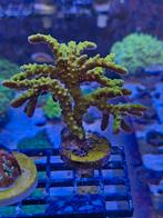 Anacropora Goldenrod koraal stekjes, Overige typen