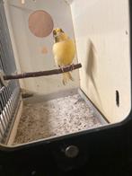 Bonte kanarie man, Mannelijk, Kleurkanarie