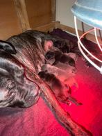 Prachtige Cane Corso Puppies te koop, Dieren en Toebehoren, Overige rassen, 8 tot 15 weken, Meerdere, Meerdere dieren