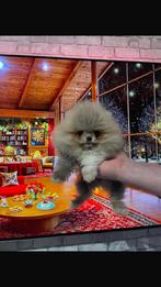 Mooi pomeranians beby’s met echte korte neus, Dieren en Toebehoren, Fokker | Hobbymatig, Overige rassen, 8 tot 15 weken, Buitenland
