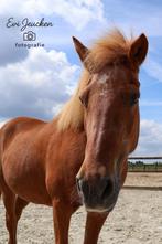Verzorger gezocht in Velddriel, Ophalen of Verzenden, Gebruikt