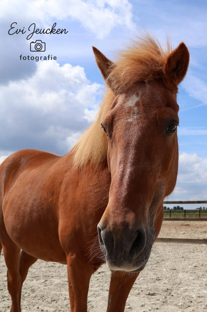 Verzorger gezocht in Velddriel, Dieren en Toebehoren, Paarden en Pony's | Verzorgingsproducten, Gebruikt, Ophalen of Verzenden