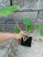 Colocasia pink china, Tuin en Terras, Planten | Tuinplanten, Ophalen, Zomer, Halfschaduw