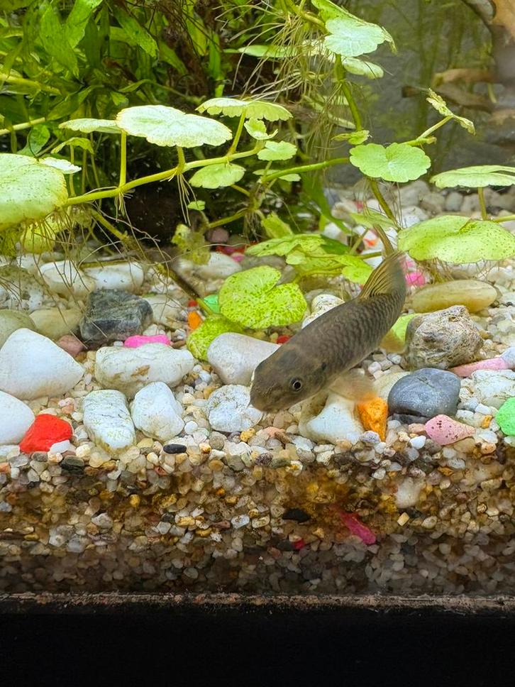 Knabbelvisjes, Dieren en Toebehoren, Vissen | Aquariumvissen, Zoetwatervis, Vis, Schoolvis