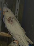 Witte valkparkieten , een man en een pop, Dieren en Toebehoren, Vogels | Parkieten en Papegaaien, Meerdere dieren, Parkiet, Geringd