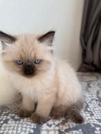 Schattige Regbol-kittens zoeken een nieuw thuis!, Geslacht onbekend, Ontwormd, 0 tot 2 jaar