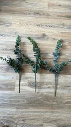 Eucalyptus 3x van de Intratuin, Ophalen of Verzenden, Zo goed als nieuw