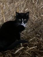 2 boerderij kittens, Meerdere dieren