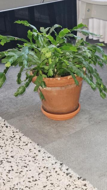 grote lidcactus bloeit licht roze inclusief pot en schaal beschikbaar voor biedingen