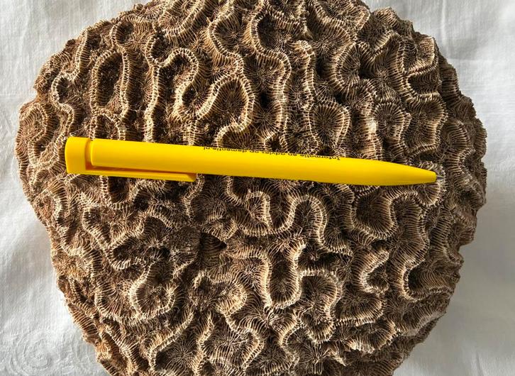 Prachtig versteend hersenkoraal (Diploria labyrinthiformis, Verzamelen, Mineralen en Fossielen, Ophalen of Verzenden