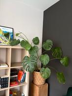 Monstera plant, Ophalen, Overige soorten, Halfschaduw, In pot