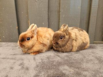 2 bruine kleurdwerg voedsters beschikbaar voor biedingen
