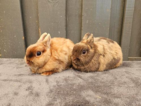 2 bruine kleurdwerg voedsters, Dieren en Toebehoren, Konijnen, Dwerg, Vrouwelijk