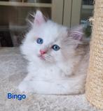 Lieve Ragdoll kittens, Dieren en Toebehoren, Katten en Kittens | Raskatten | Langhaar, Meerdere dieren, Gechipt, 0 tot 2 jaar