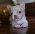 🥰Prachtige unieke combinatie x fluffy franse bulldog pups🥰, Dieren en Toebehoren, Honden | Bulldogs, Pinschers en Molossers
