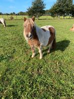 Deze leuke shet gezocht!