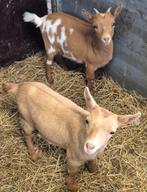 Te koop 2 mooie jonge dwerg geitjes, Dieren en Toebehoren, Vrouwelijk, Geit, 0 tot 2 jaar