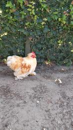 Cochin haan, Dieren en Toebehoren, Pluimvee, Mannelijk, Kip