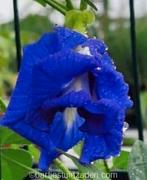 Zaden Clitoria ternatea, Tuin en Terras, Bloembollen en Zaden, Verzenden, Volle zon