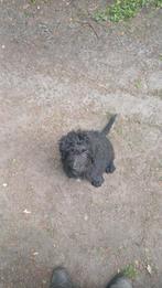 Twee lieve, sociale en goed luisterende Bernedoodles, Overige rassen, CDV (hondenziekte), 8 tot 15 weken, Meerdere