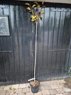 Japanse sierkers Kanzan - hoogstam, Lente, Minder dan 100 cm, Volle zon, In pot