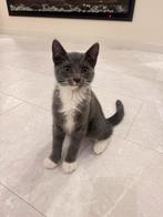 Kitten en moeder te koop, Dieren en Toebehoren, Poes