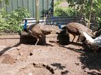 2 jonge pauwen hanen, Dieren en Toebehoren, Pluimvee