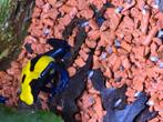 Dendrobates tinctorius citronella, Dieren en Toebehoren