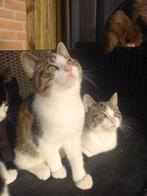Kittens halve britsekorthaar, Dieren en Toebehoren