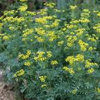 Wijnruit zaden - 20 stuks voor €1,50, Ophalen of Verzenden, Voorjaar, Volle zon, Zaad