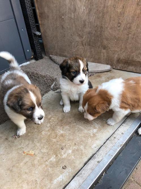 leuke australian shepherd x kooiker, Dieren en Toebehoren, Honden | Herdershonden en Veedrijvers, Meerdere dieren, Overige rassen